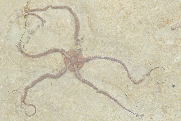 Jurassic Brittle Star (Sinosura) - Solnhofen #293105